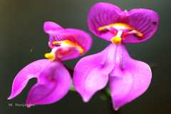 Disperis neilgherrensis